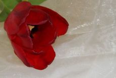 Tulpe-28.jpg